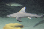 The Shark Reef at Mandalay Bay