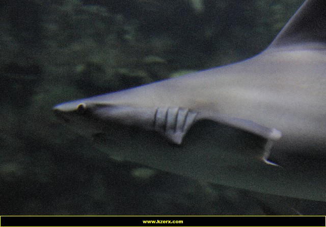 The Shark Reef at Mandalay Bay
