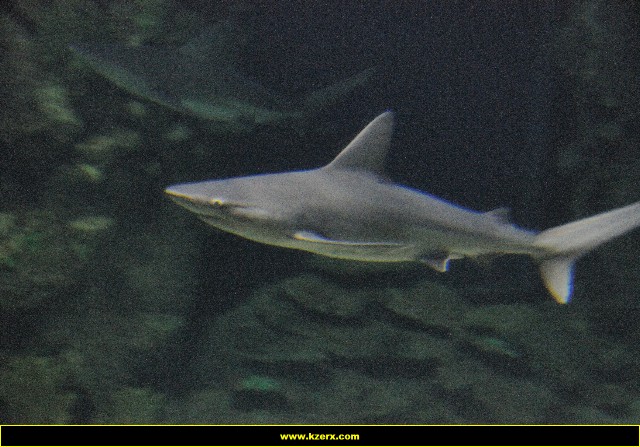 The Shark Reef at Mandalay Bay