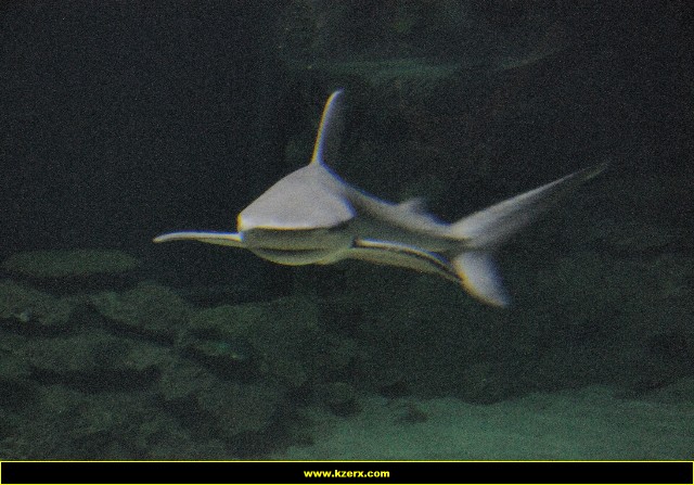 The Shark Reef at Mandalay Bay