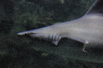 The Shark Reef at Mandalay Bay