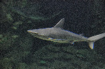 The Shark Reef at Mandalay Bay