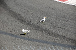 Canadian Grand Prix